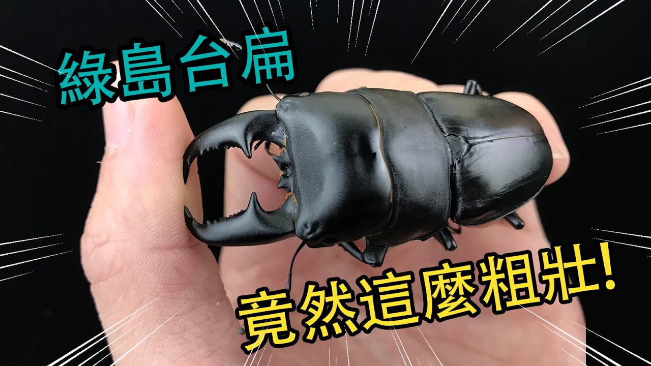 【飼育屋】超粗壯台灣扁鍬形蟲，綠島大哥台扁名不虛傳！