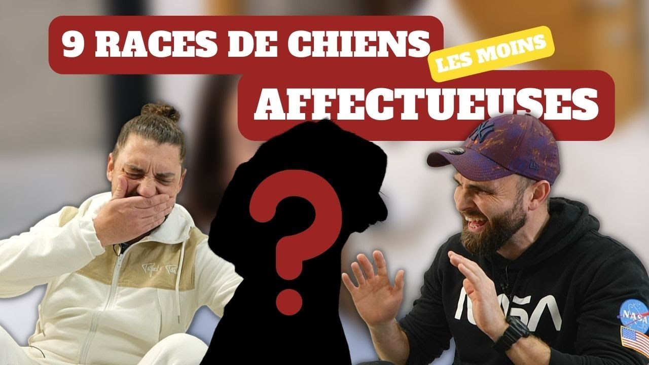 Vous aimez les câlins : NE PRENEZ PAS ces races de chiens !
