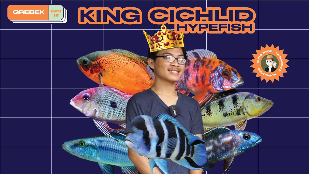 GREBEK HYPE FISH RAJANYA IKAN CICHLID LENGKAP BANGET !