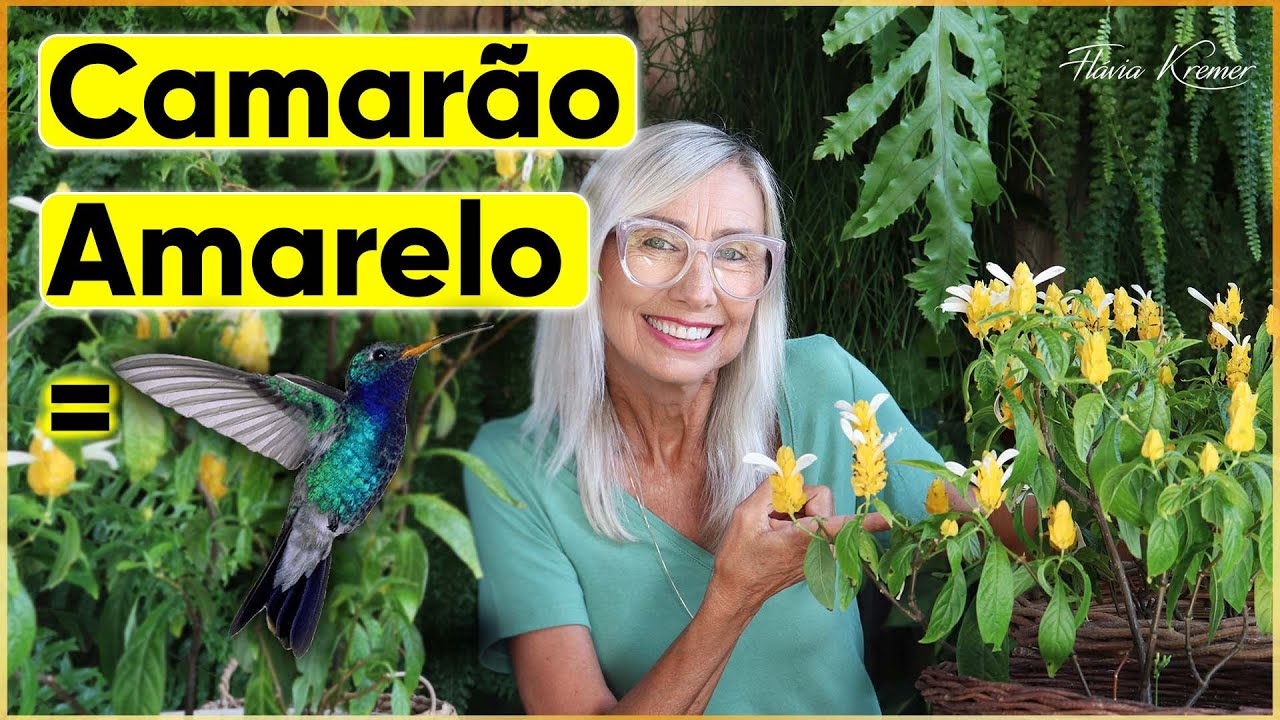 Como cuidar da planta Camarão Amarelo que atrai beija-flores | Flávia Kremer