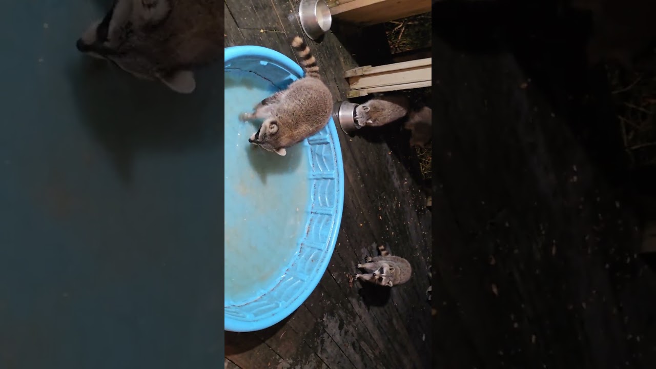 Ещё одно видео с сегодняшнего вечера. Оно короткое, потому что я понял, что снимал не в том напра...