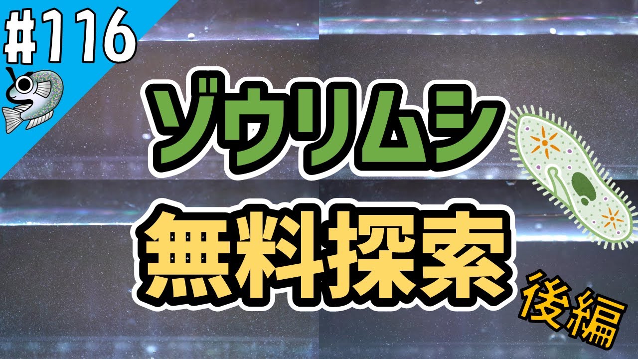 【メダカ初心者】#116 無料でゾウリムシを探そう！後編 Search for paramecium for free【とびっこメダカ】【Medaka】20221010