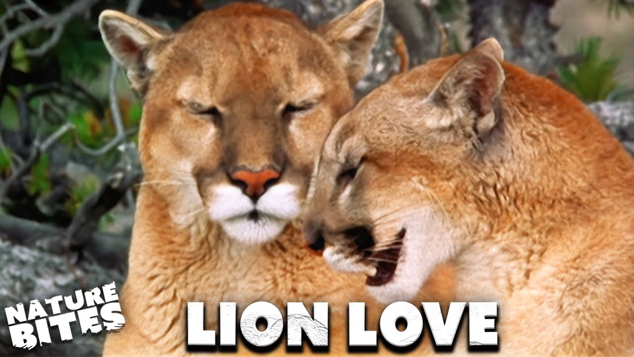 Love-hate Lions Make Great Mates | Lion of the Americas | Nature Bites