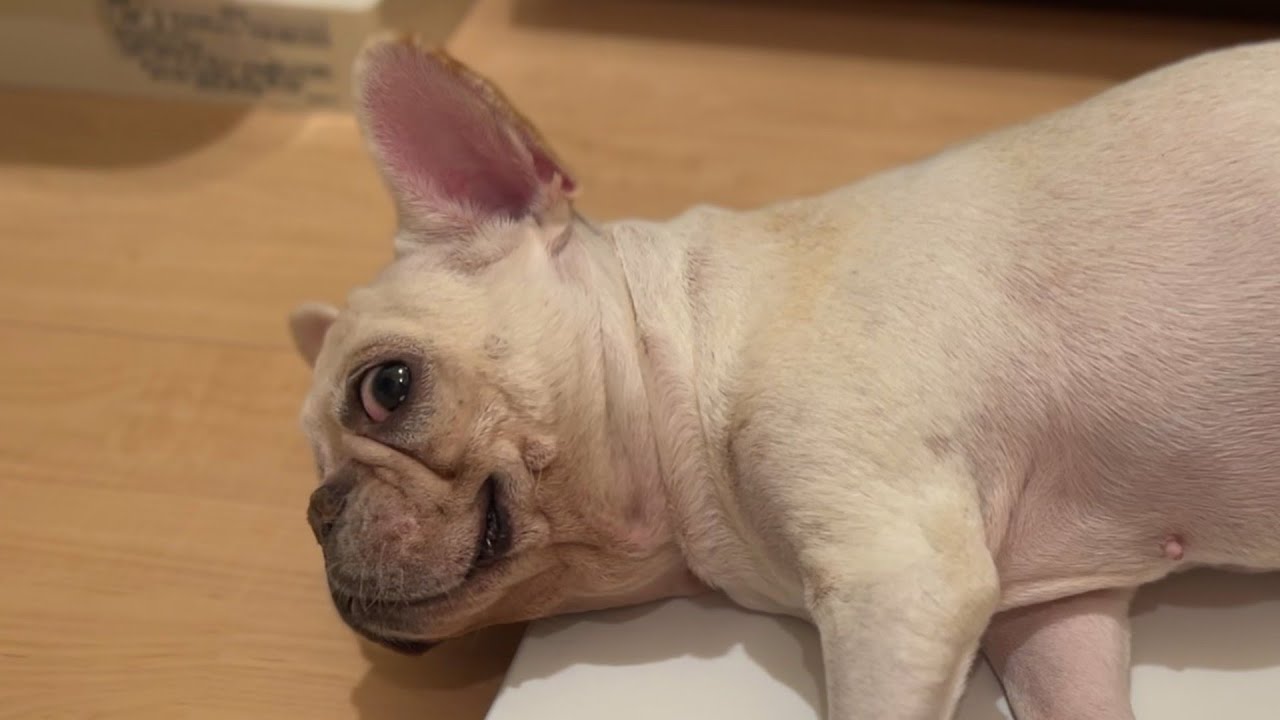 【犬ダイエット】ヘルニアばぁば犬の体重が増えてきました💦ばぁば9.86㎏ ママ11.615kg 長女11.335kg🐶フレンチブルドッグの家族🐶