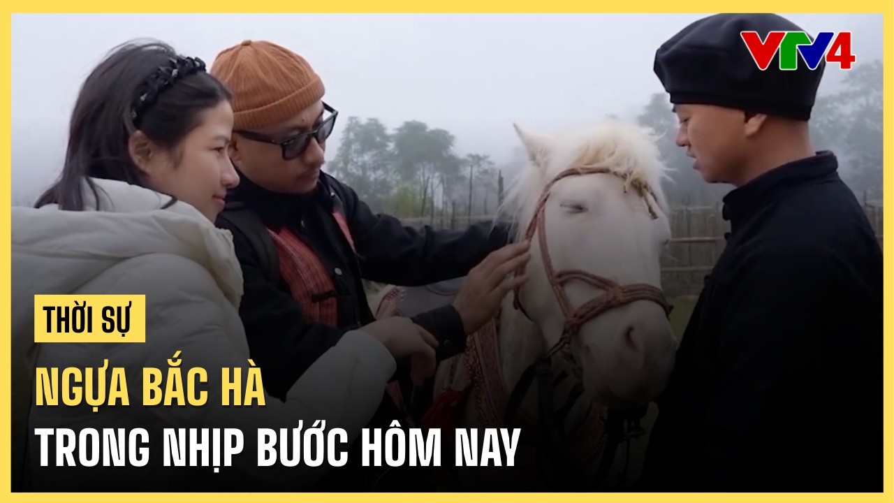 Ngựa Bắc Hà trong nhịp bước hôm nay | VTV4