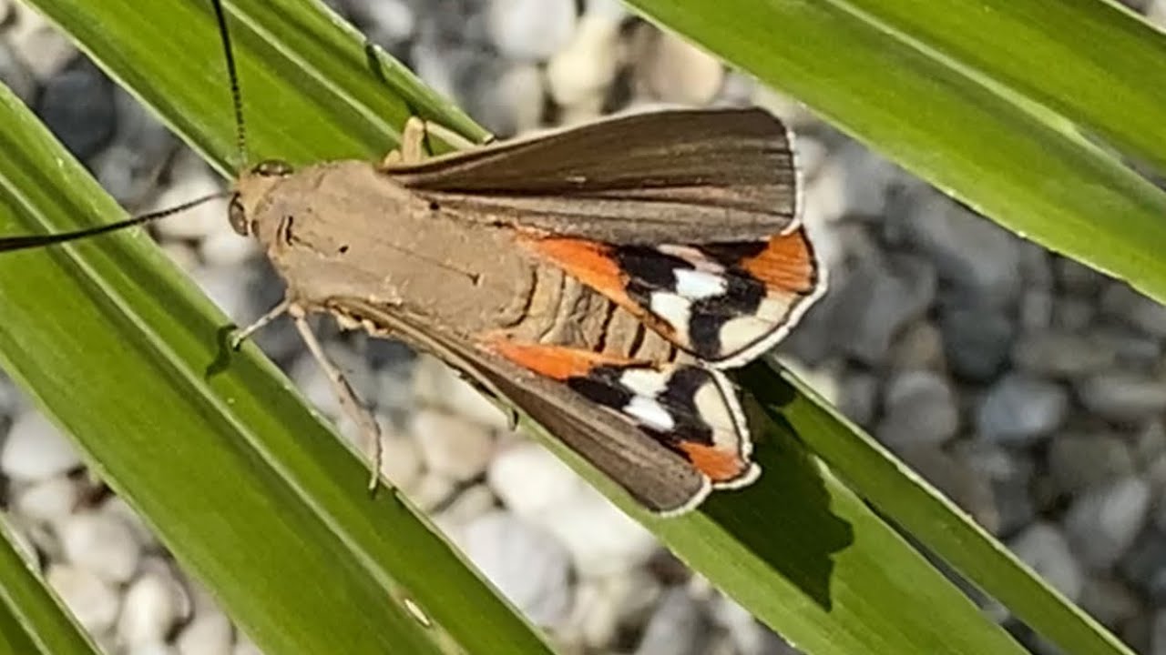 Espèce invasive  le papillon tueur de Palmier
