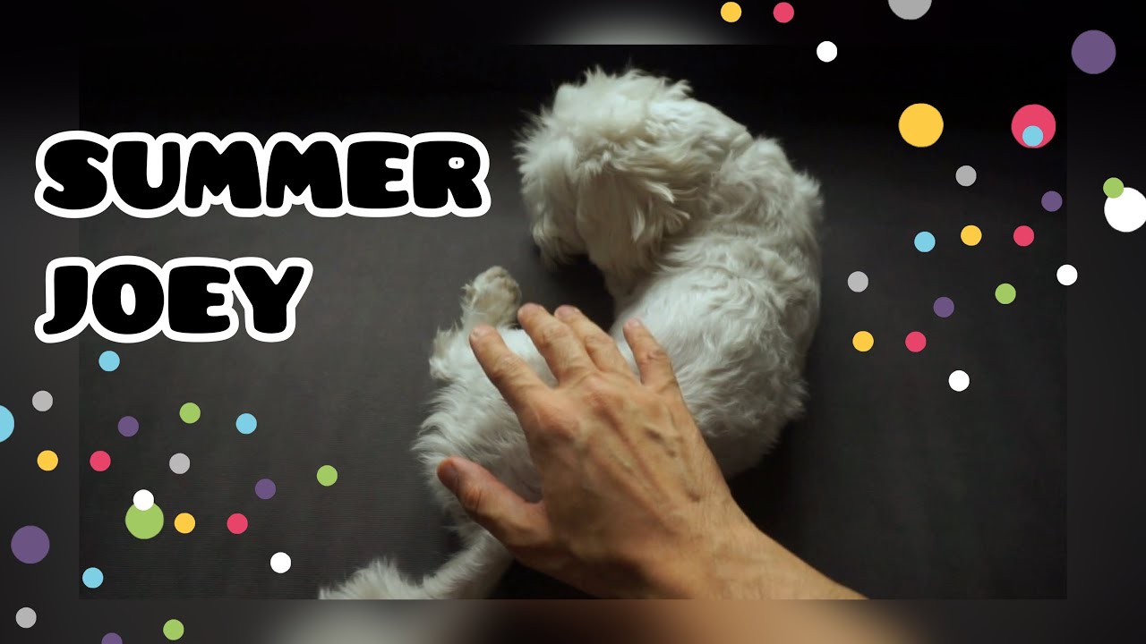 Καλή Παναγιά και πολύ Joey 🐾  ! #lifeupdate