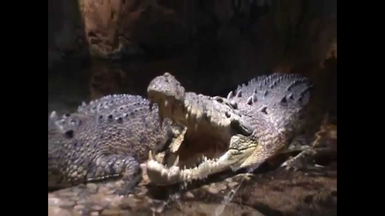 King Croc at Dubai Underwater Zoo
