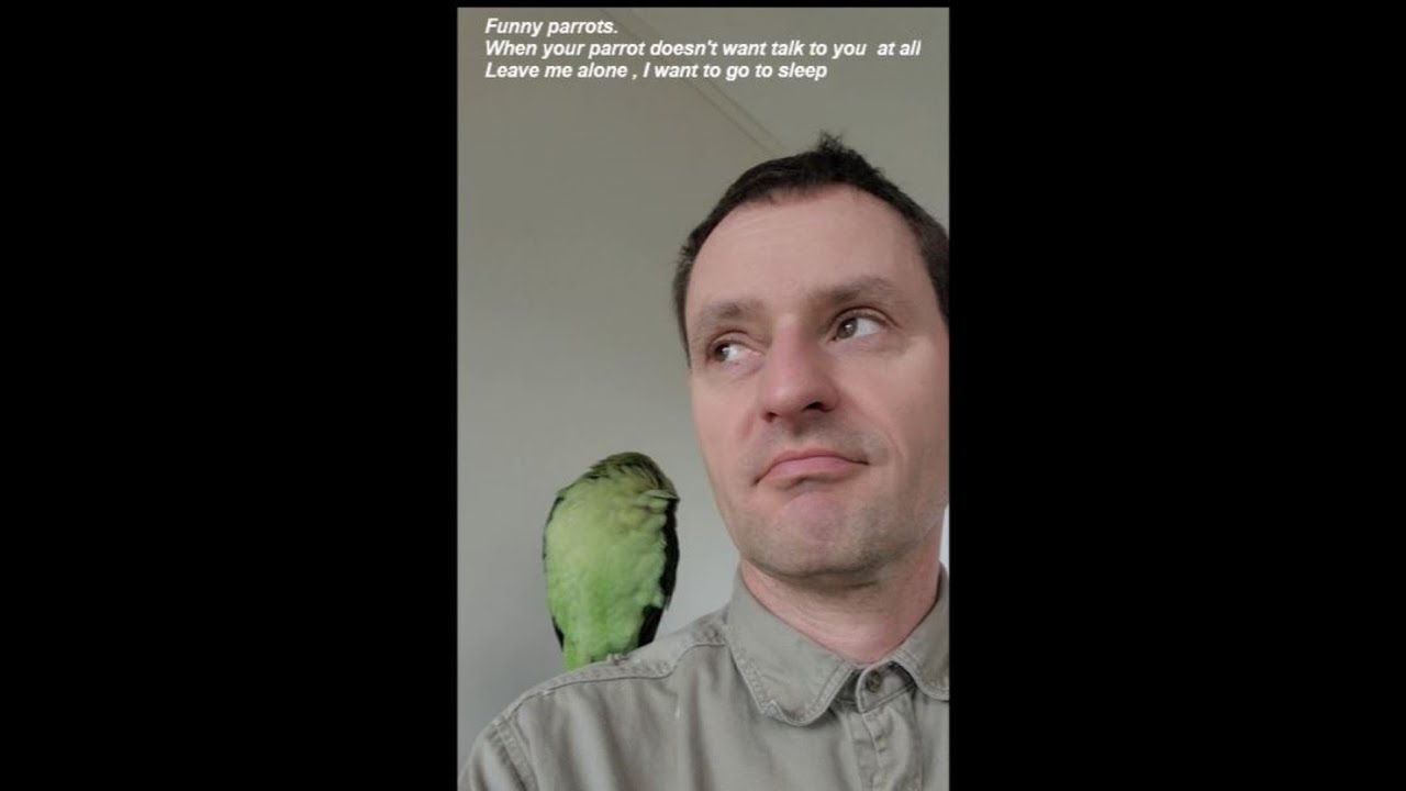 Funny parrots. When your parrot doesn't want talk to you at all