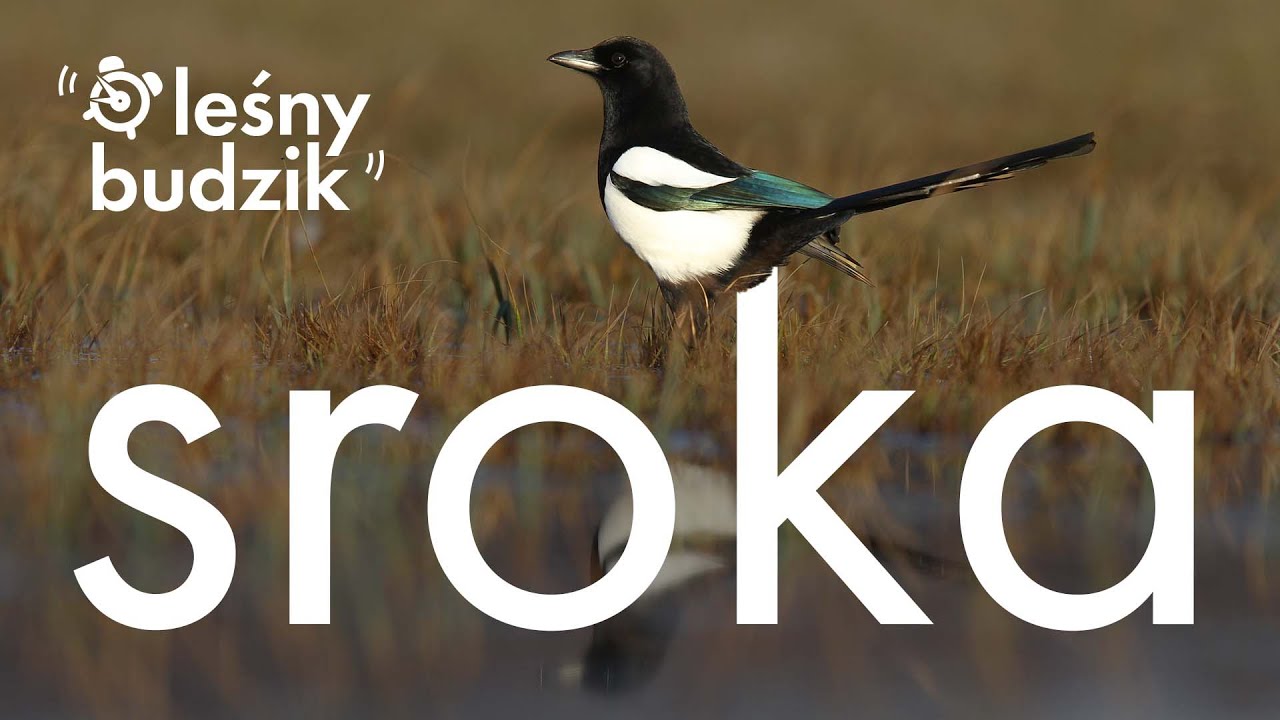 Leśny Budzik - Sroka