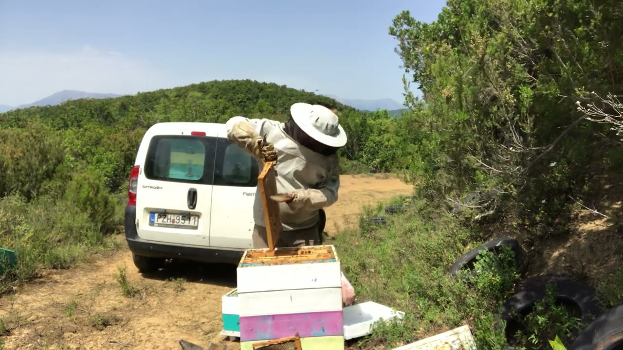 Τρύγος στα ρείκια στην ορεινή Αρτα 2022