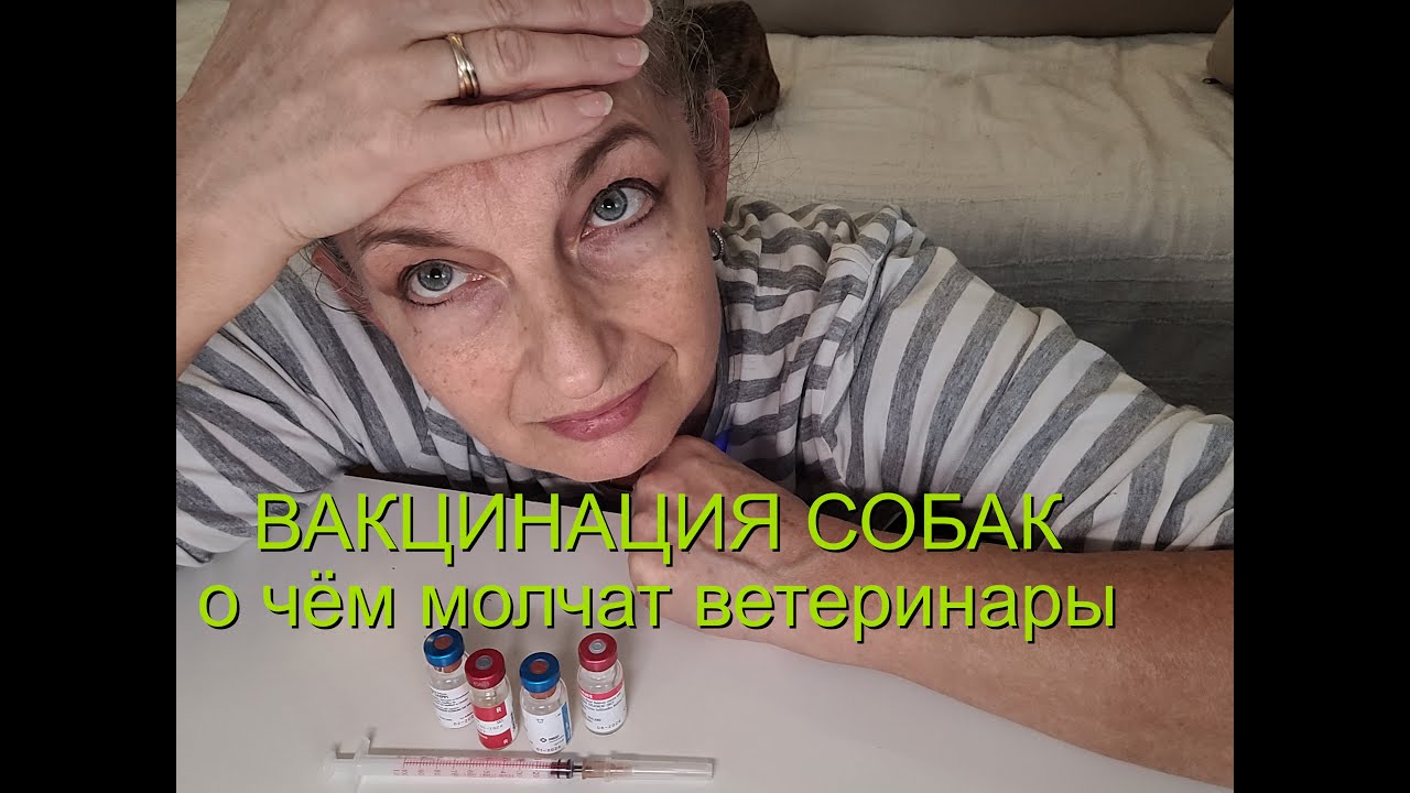 Вакцинация собак.