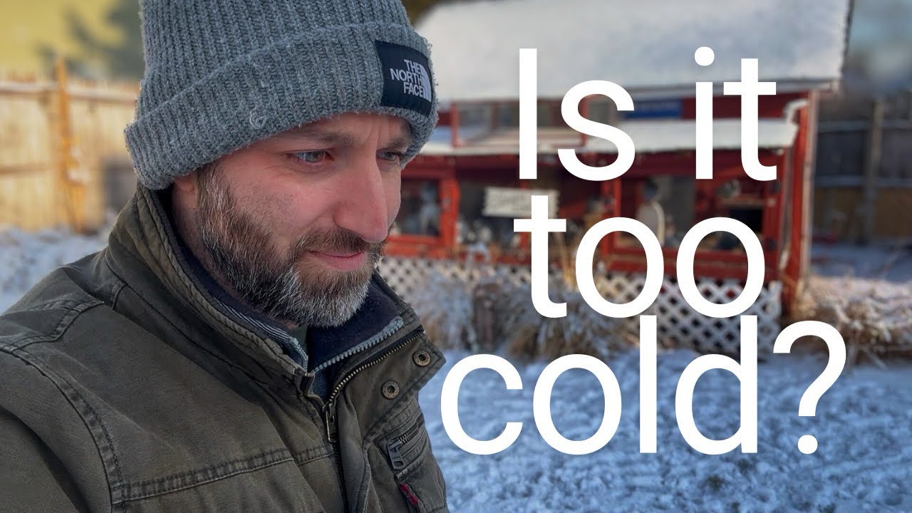 BREEDING PIGEONS IN FRIGID TEMPS + A SNOW STORM!!