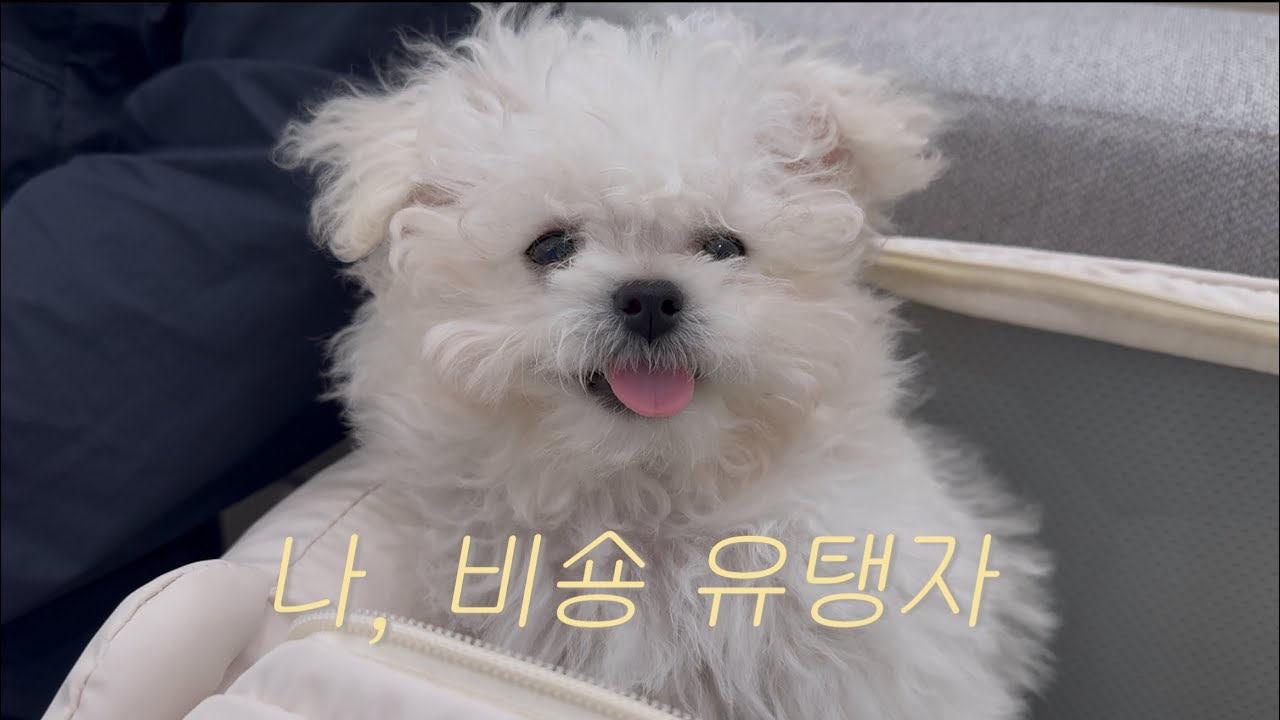 비숑프리제 탱자 입양 브이로그(My Bichon Frise Taengza Adoption Vlog)