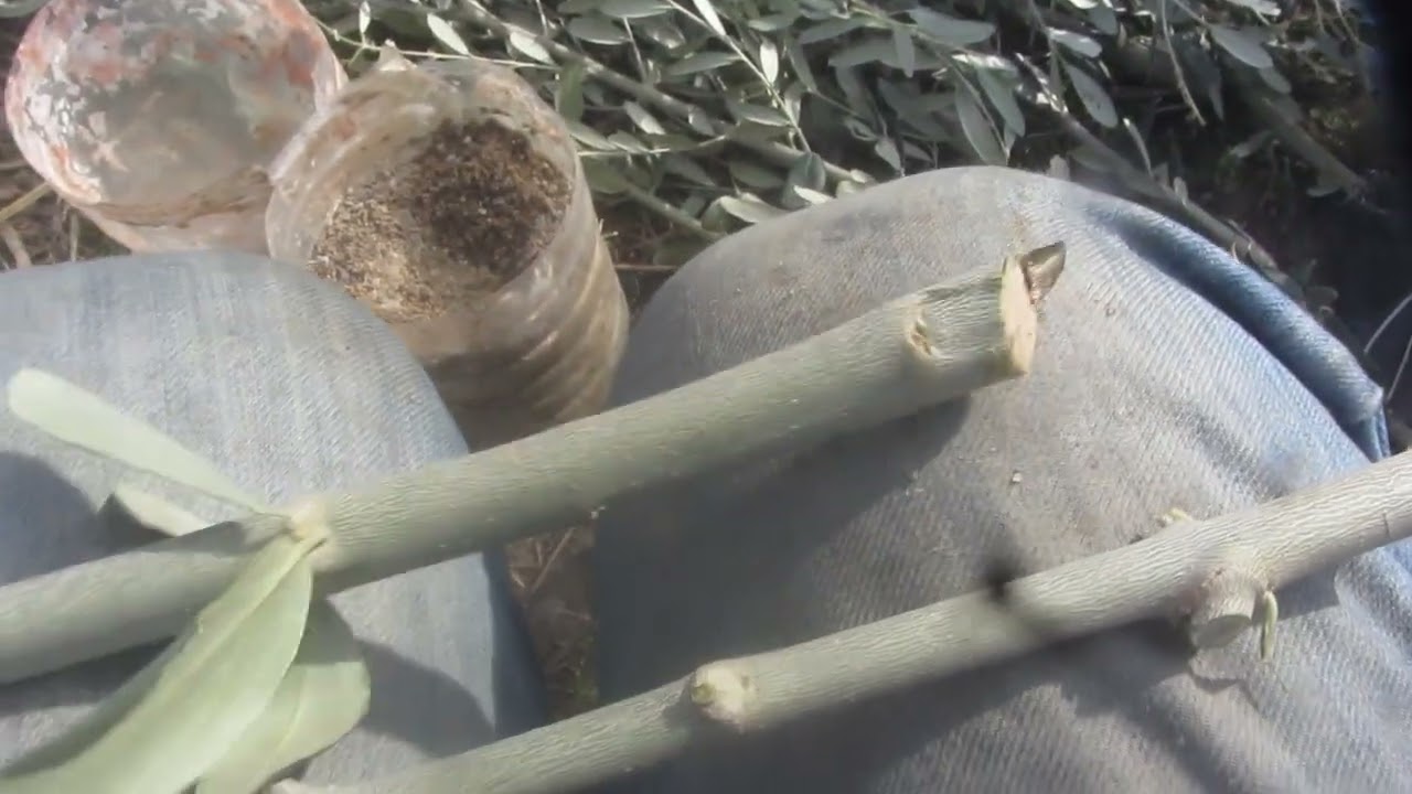Zeytin çelik alımı ve köklendirme işlemi - Olive tree cutting and olive tree rooting process