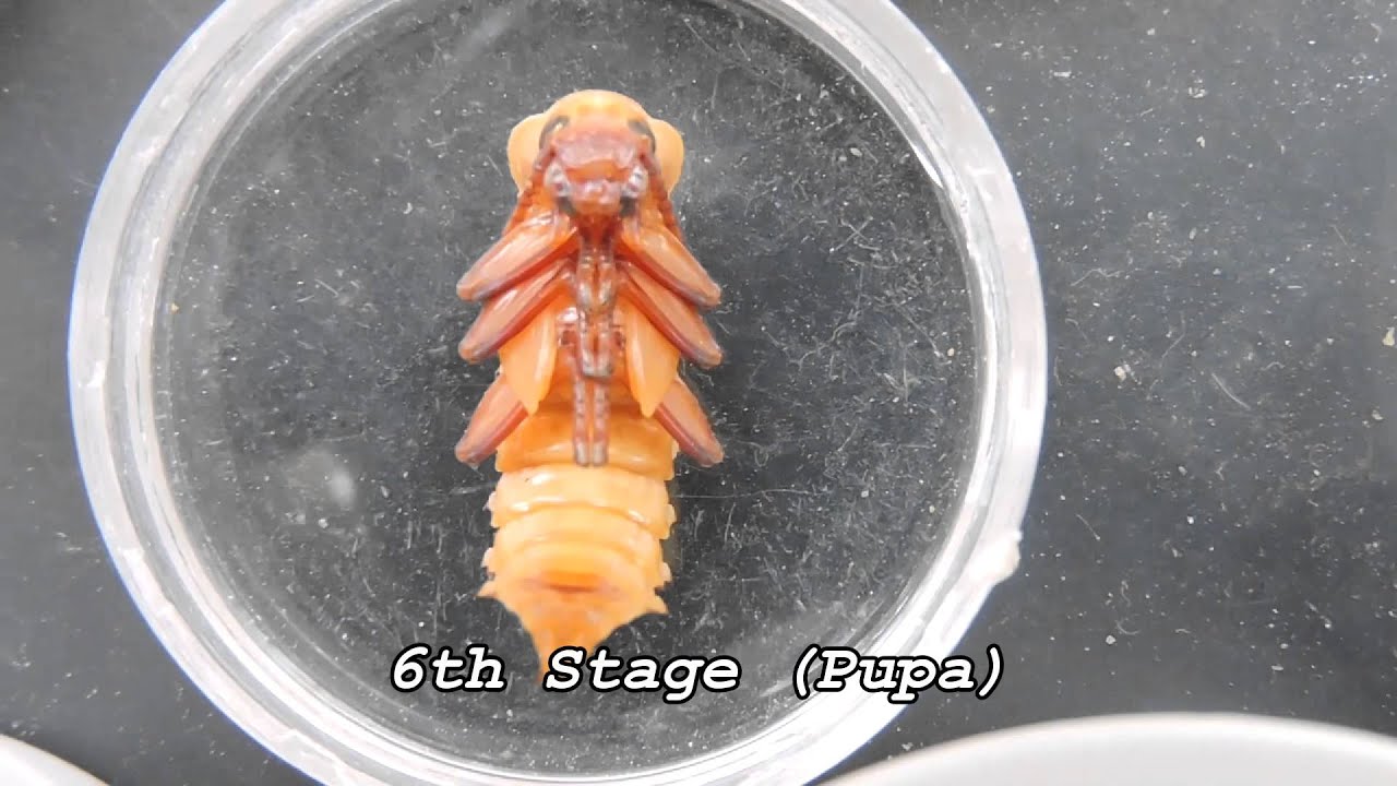 Superworms (From Pupa to Beetle)