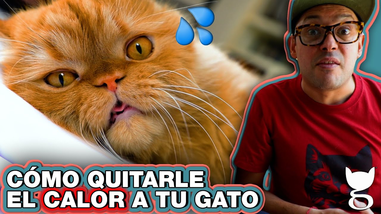 CONSEJOS PARA QUITARLE EL CALOR A TU GATO 😻 LA GATERÍA TV