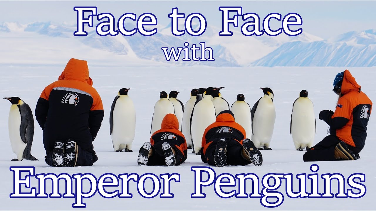 Face to Face with Emperor Penguins in Antarctica