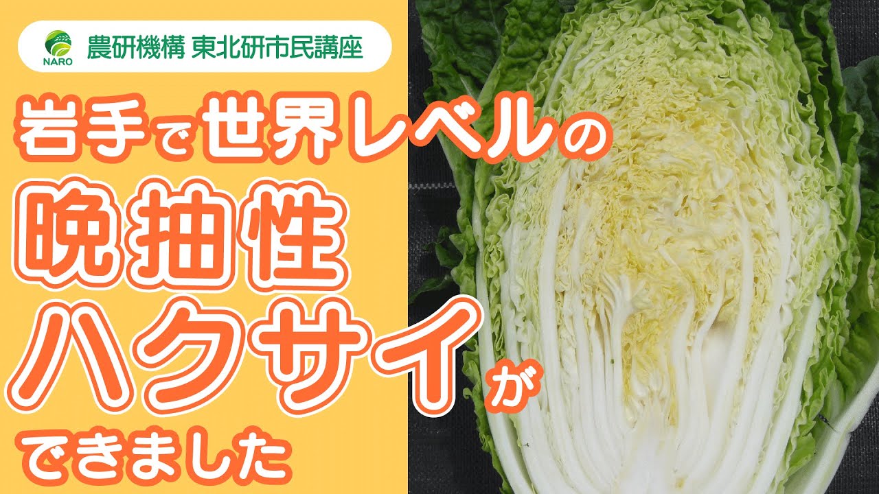 農研機構 東北研 市民講座 第42回「岩手で世界レベルの晩抽性ハクサイができました」