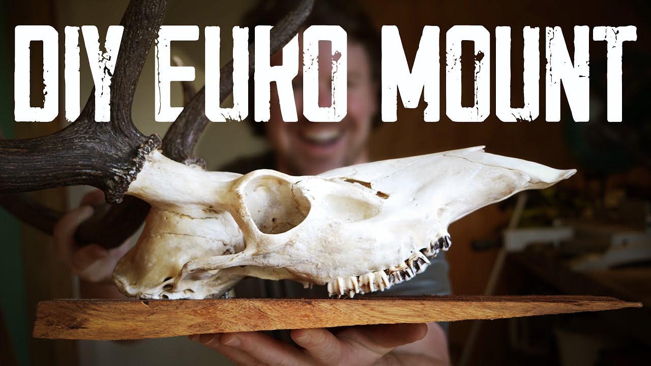 How to mount a trophy skull  | step by step skull euro mount guide