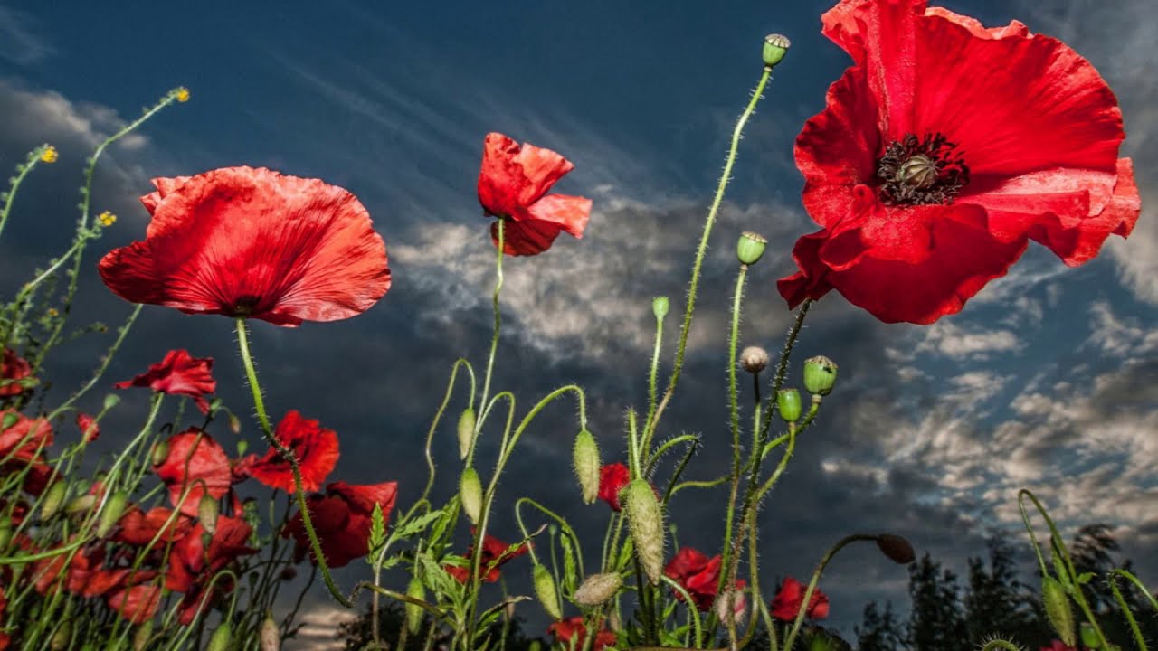 Delius: An Arabesque - Royal Philharmonic Orchestra.