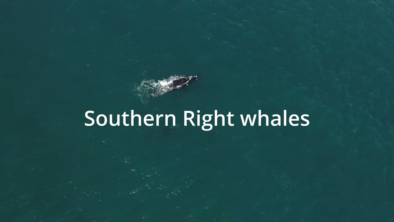 This Shouldn’t Even Be Possible… Dolphin Superpod Meets Southern Right Whales! Garden route coast.