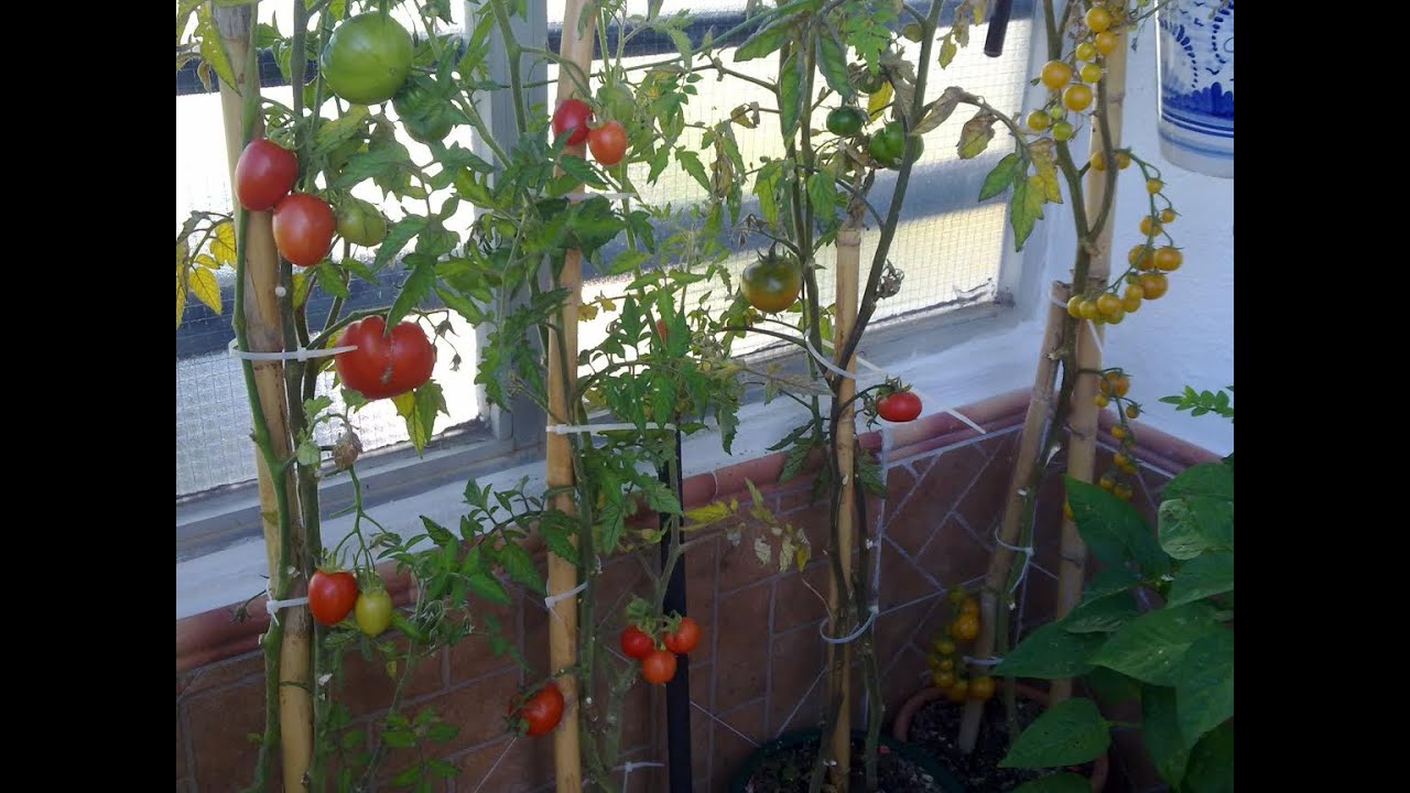 PLANTAS DE TOMATES EN CINCO DÍAS !  Ya con frutos (PARTE 2)