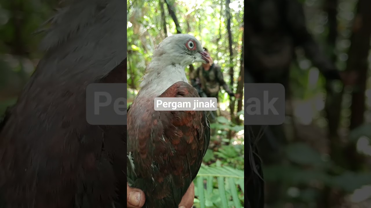 berburu pergam jumbo Sumatra #burung