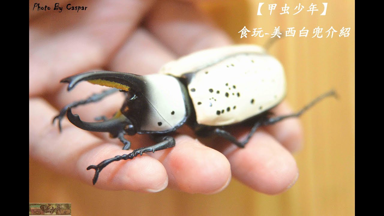 【甲虫少年】食玩-美西白兜 #甲虫少年 #teensbeetle #カブトムシ #クワガタ #兜蟲 #鍬形蟲 #beetles