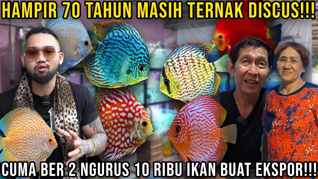 HAMPIR 70 TAHUN MASIH TERNAK DISCUS!! CUMA BER 2 NGURUS 10 RIBU IKAN BUAT EKSPOR!!! ASIONG #AudreyA