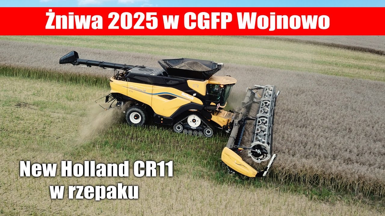 New Holland CR11 w rzepaku - żniwa 2025 w CGFP Wojnowo