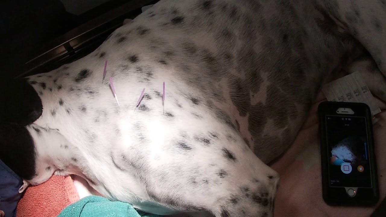 Canine shoulder acupuncture points (practice)