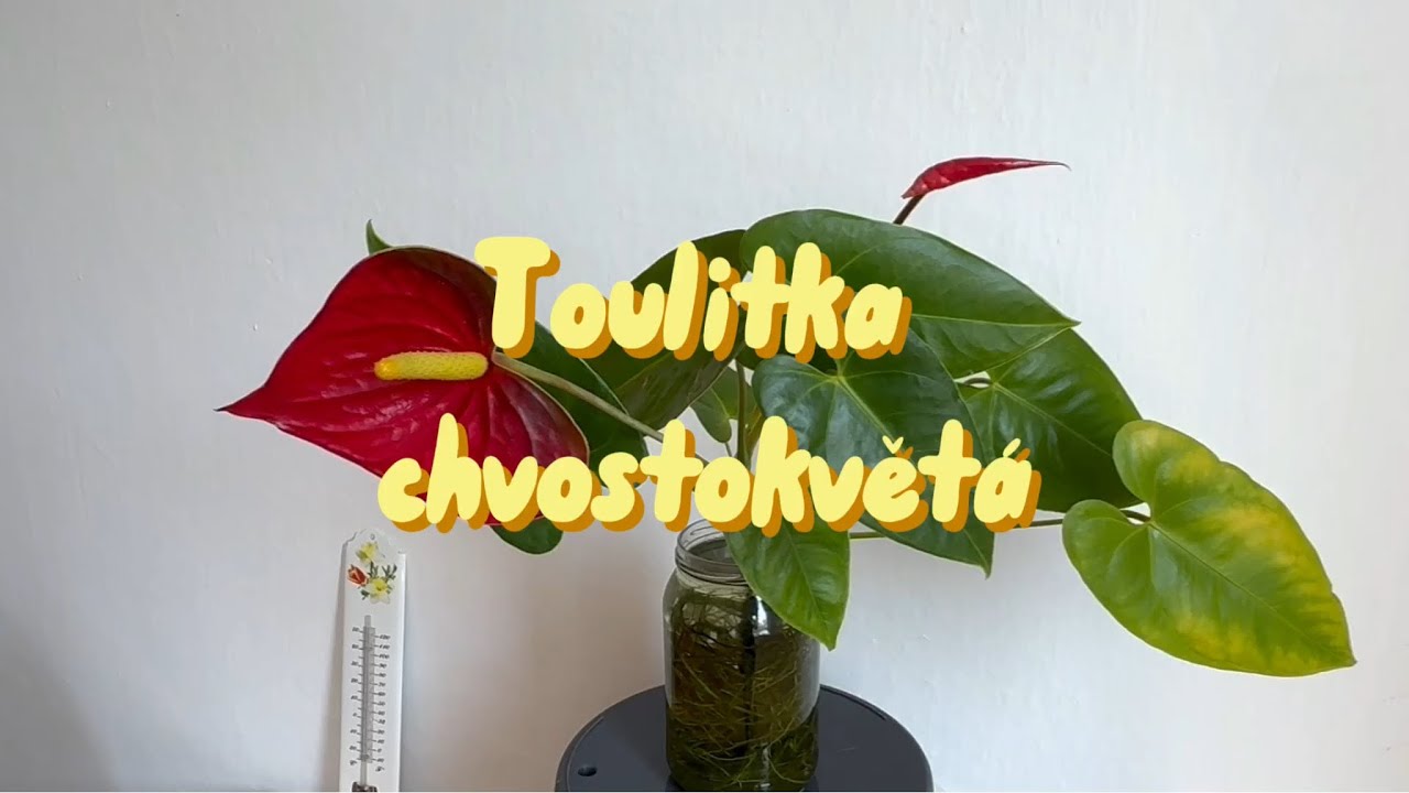 Jak namnožit TOULITKU // jak se o Toulitku starat