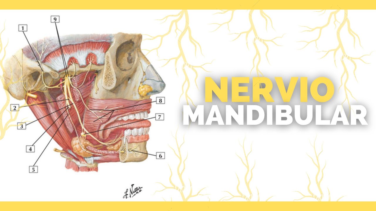 ✅NERVIO MANDIBULAR | Nervios sensitivos y motores | Anatomia en Enfermeria