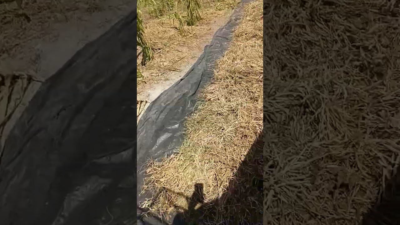 Así aporreado frijol, con el carro! 🙌🙌🙌🙌