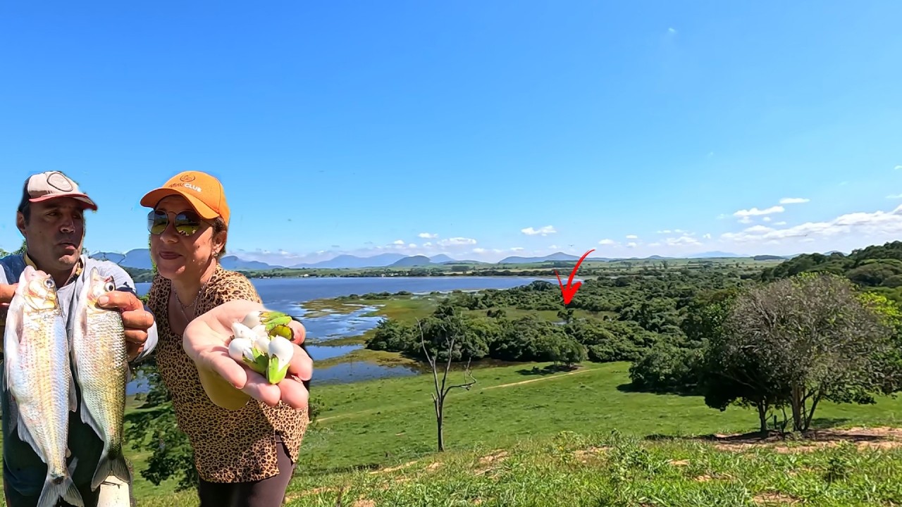 FRUTA DE LEITE DENTRO DO ALAGADO ELAS ADORAM.JA PESCARAM COM ESSA ISCA? Pesca caipira.