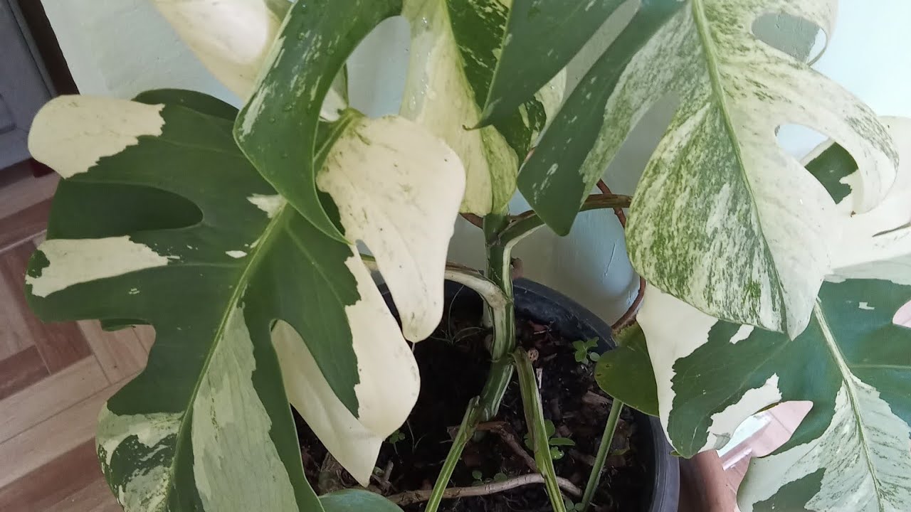 Monstera Deliciosa Variegata __A planta que não sai da minha cabeça.