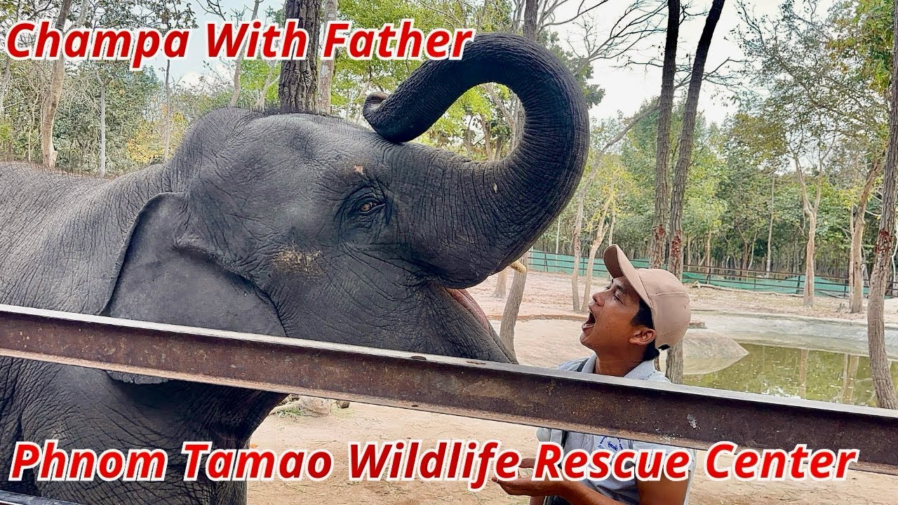 Adorable Baby Elephants at Phnom Tamao Wildlife Rescue Center | Cambodia Walking Tour