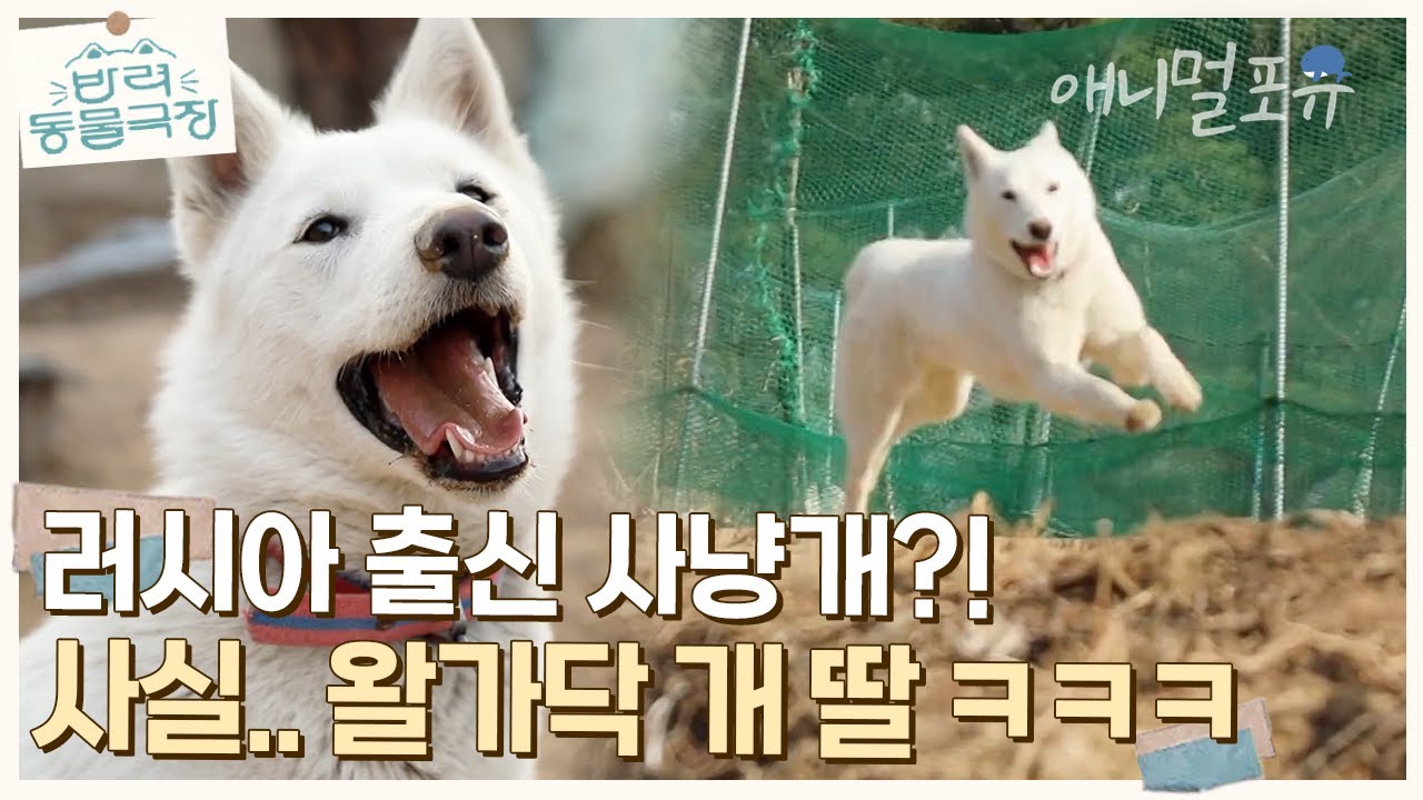 러시아 출신 사냥개.. 아니고 왈가닥 개딸ㅋㅋㅋ 🐶 '망고는 못 말려~' | KBS 반려동물극장 240201 방송