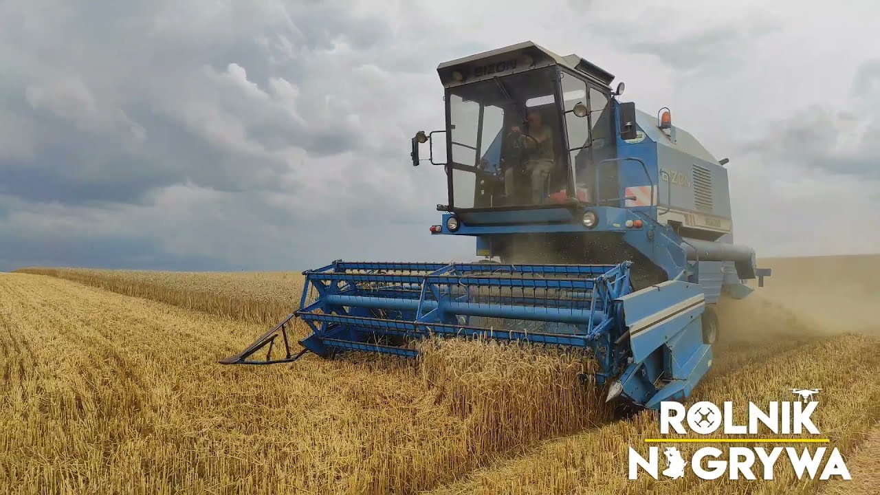 ✔ Niebieskie żniwa pszenicy 2021r Bizon Rekord Z 058 & Ursus 1224 w akcji