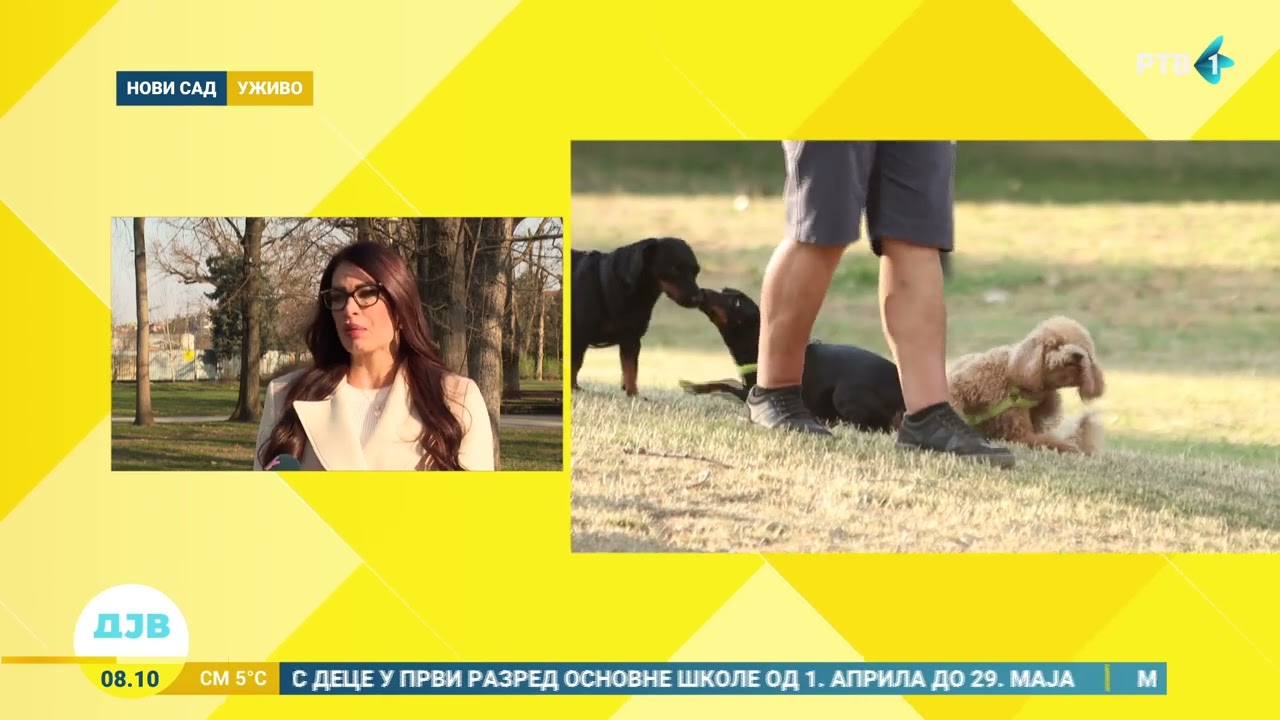 Da li su vlasnici poranili i izveli ljubimce u prvu jutarnju šetnju?