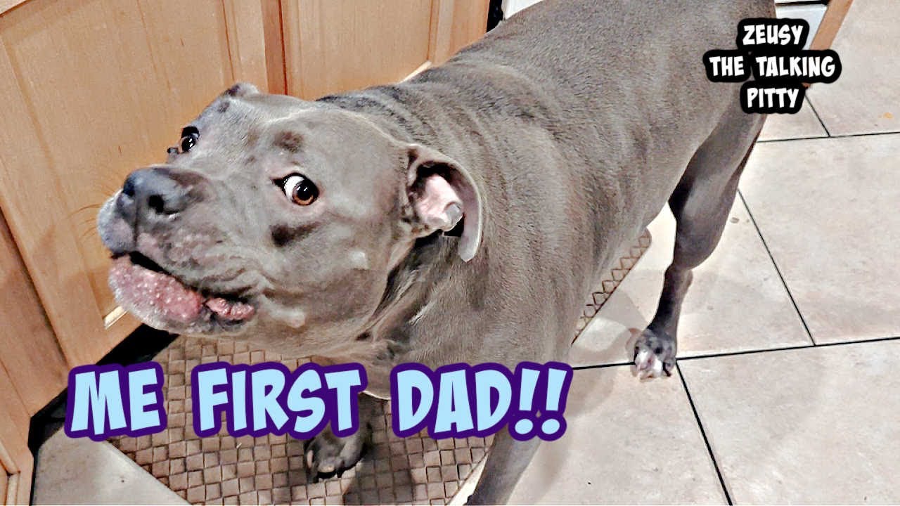 Talking Pitbull Argues With Dad About Who Eats Dinner First! Absolutely Hilarious!!
