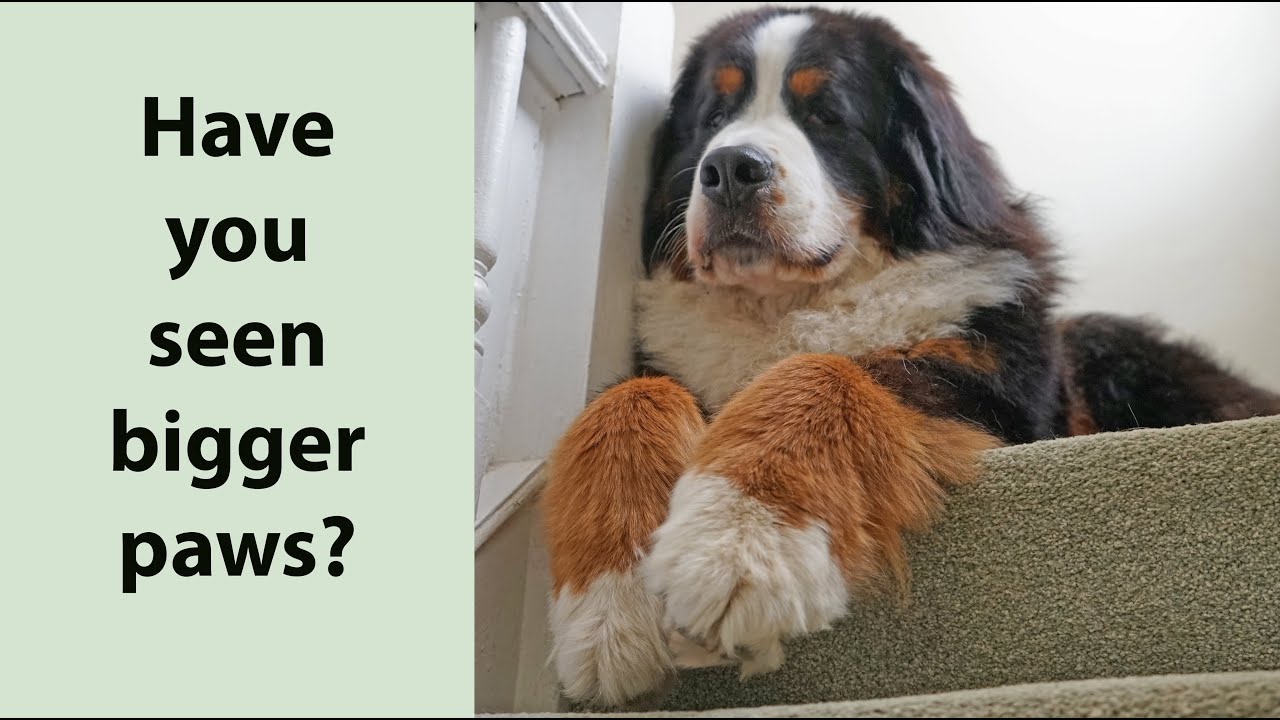 This BERNESE MOUNTAIN DOG has the Biggest Paws