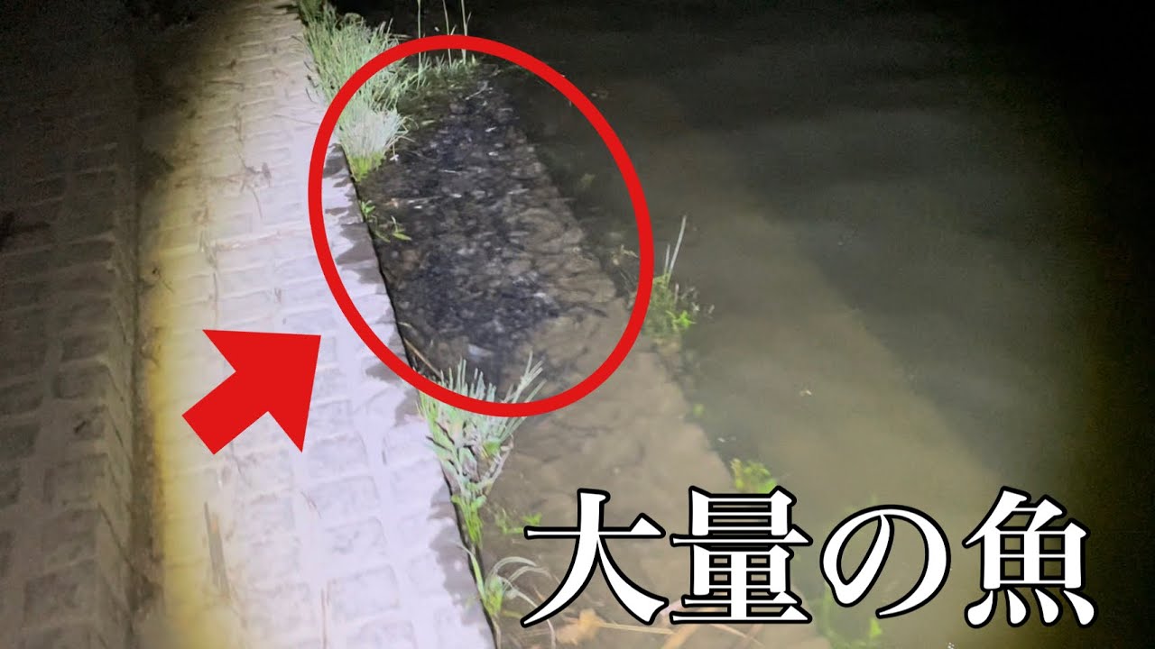 減水した川で大量発生した魚つかまえてみた！【ガサガサ】