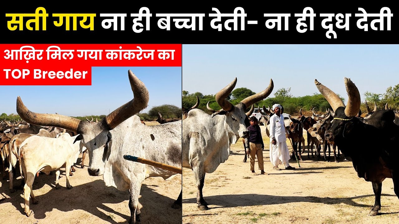 #kankrej गाय का भारत का No.1 Breeder || भूर जी जेठा शोभासन || अहमदाबाद