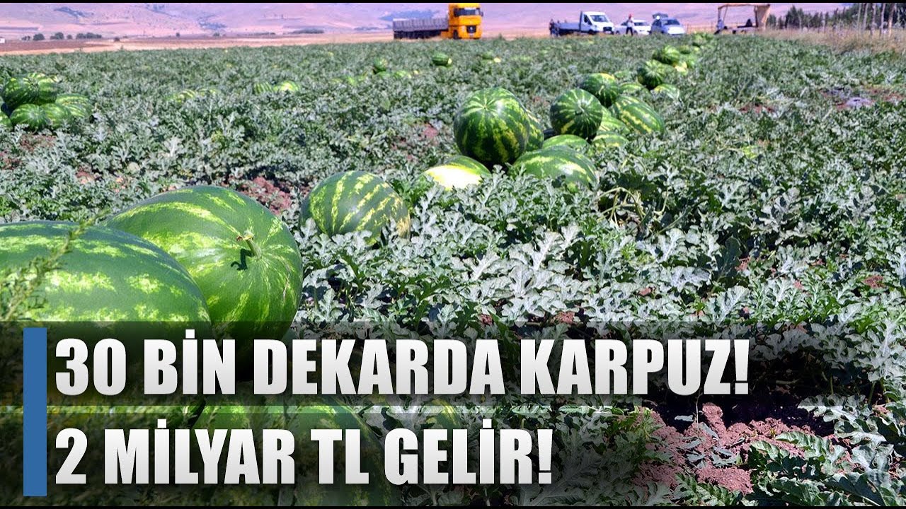 30 Bin Dekardan 2 Milyar TL! Muş Karpuzu / AGRO TV HABER