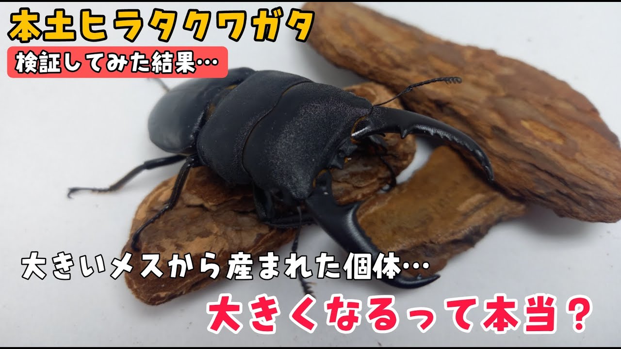 【本土ヒラタクワガタ】３７ミリのデカメスから羽化した個体がヤバすぎた！！デカいメスから産まれる個体は大きくなるって本当！？検証した結果・・・