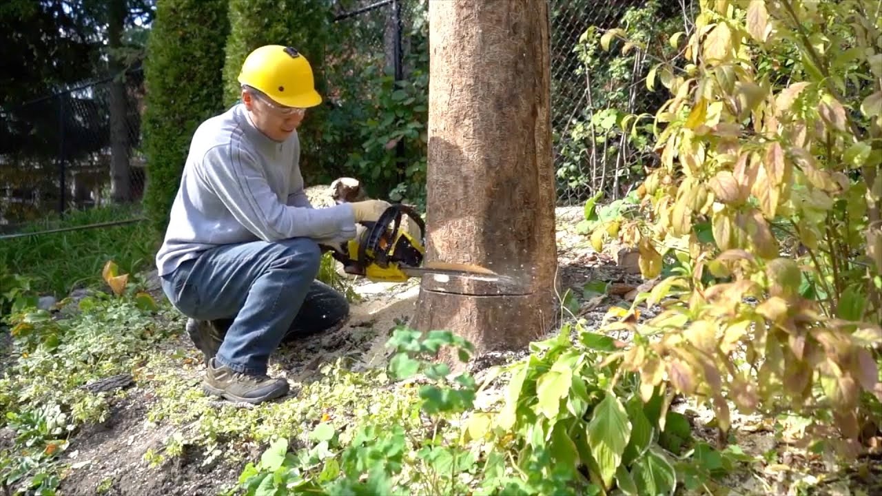 老李居家DIY｜如何砍伐树木｜真实记录砍树全过程