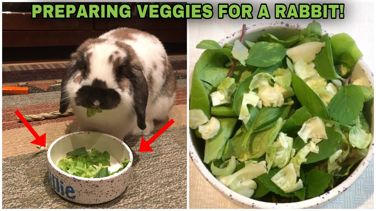 How To Prepare A Rabbit's Veggies | How I Prepare Millie's Veggies!