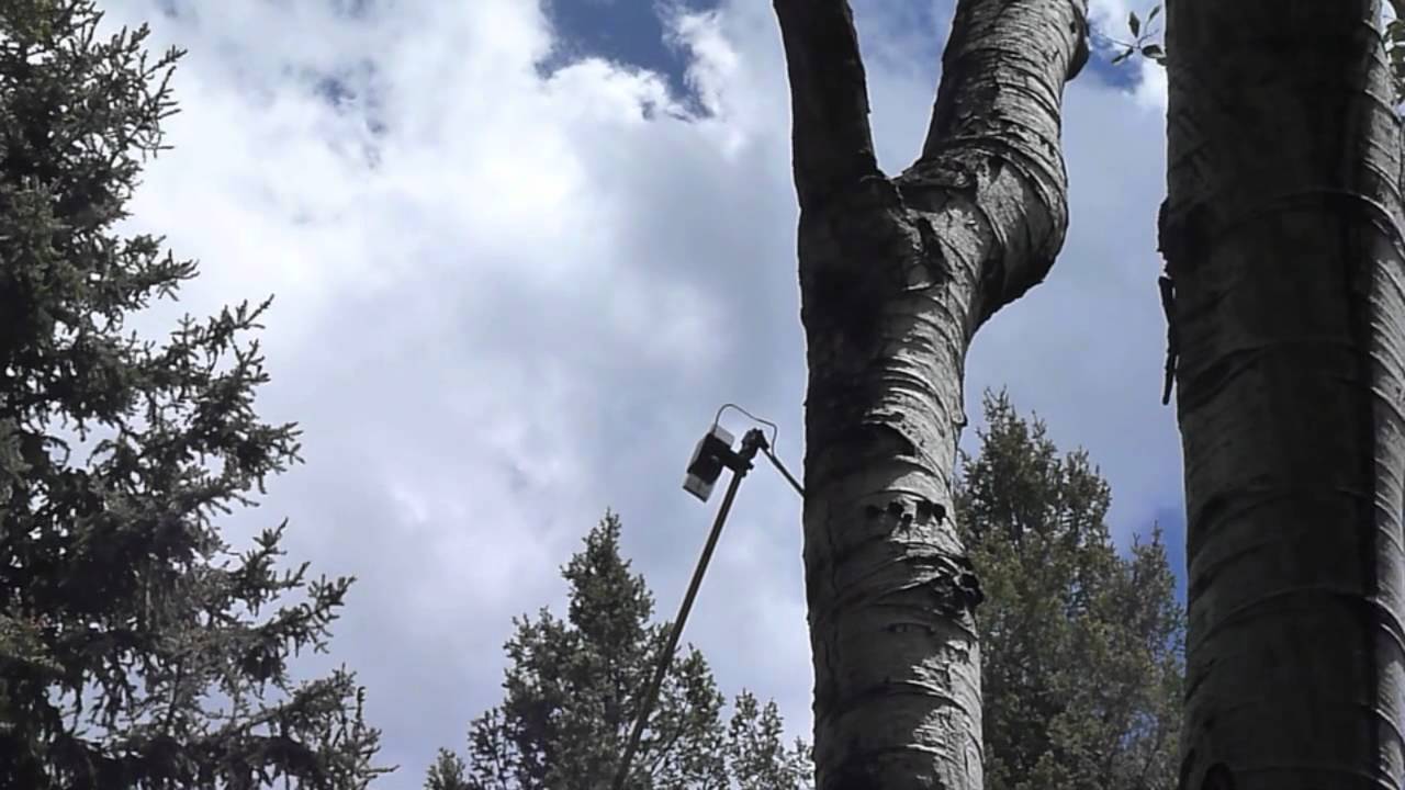Flammulated Owl Nest!